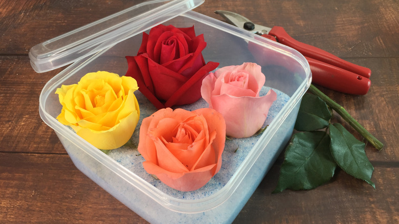 dehydrating flowers in silica gel