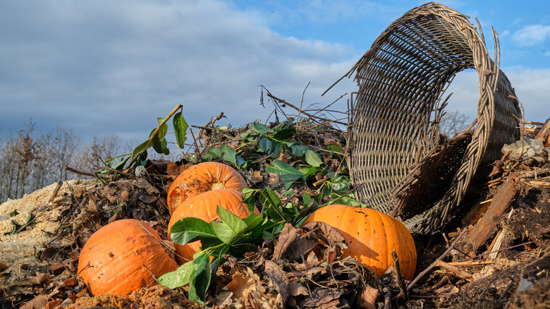 pumpkins and wicker basket in compost