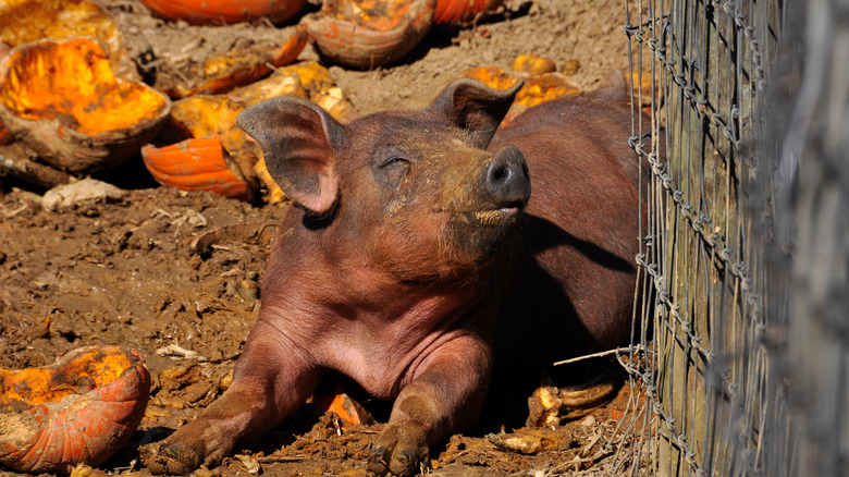 pig sunbathing amongst old pumpkins