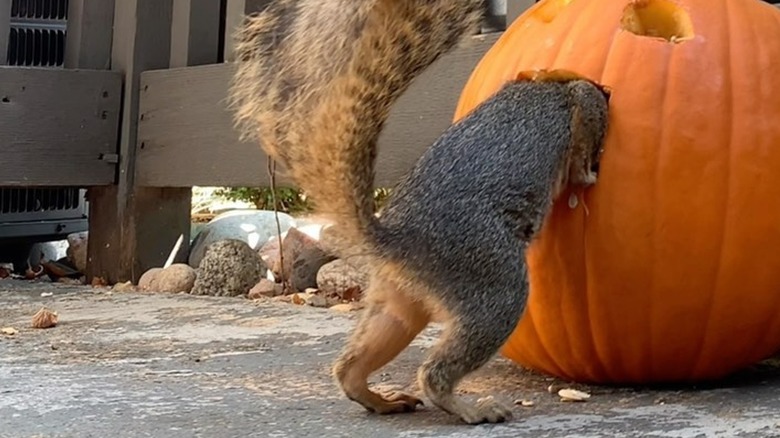 squirrel climbing inside jack-o-lantern