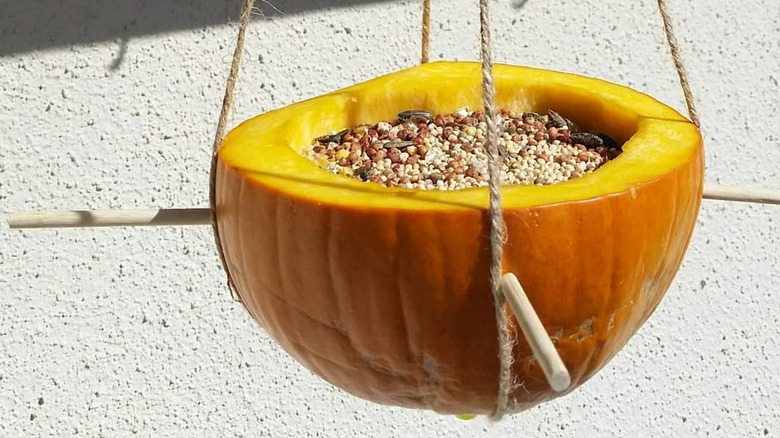 half of a pumpkin filled with seeds