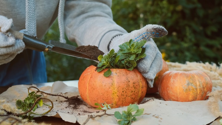 small pumpkin being filled with soil