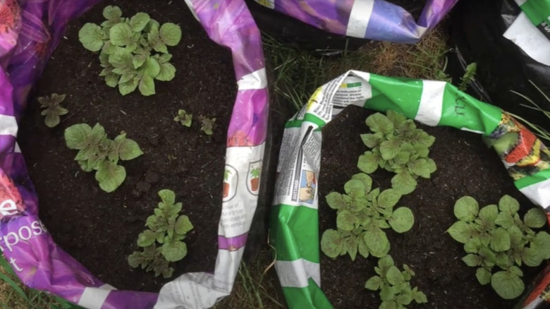 Potato tubers grown inside used soil bags have started to sprout.