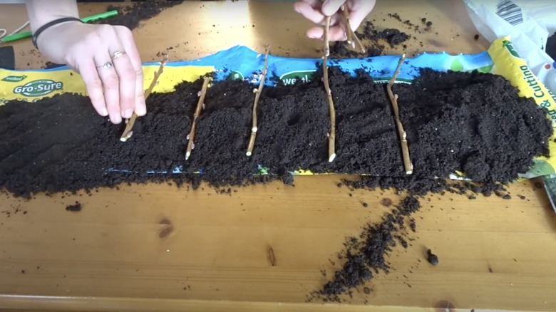 Placing hardwood cuttings on soil spread across a length of plastic bag.