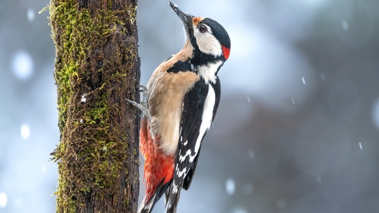 A woodpecker grips the side of a mossy tree with snow falling around it