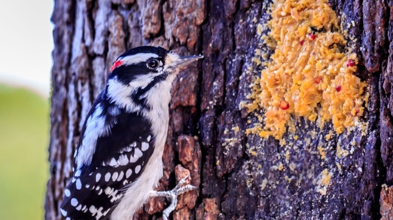 A woodpecker sitting on the side of a tree that is smeared with bark butter.