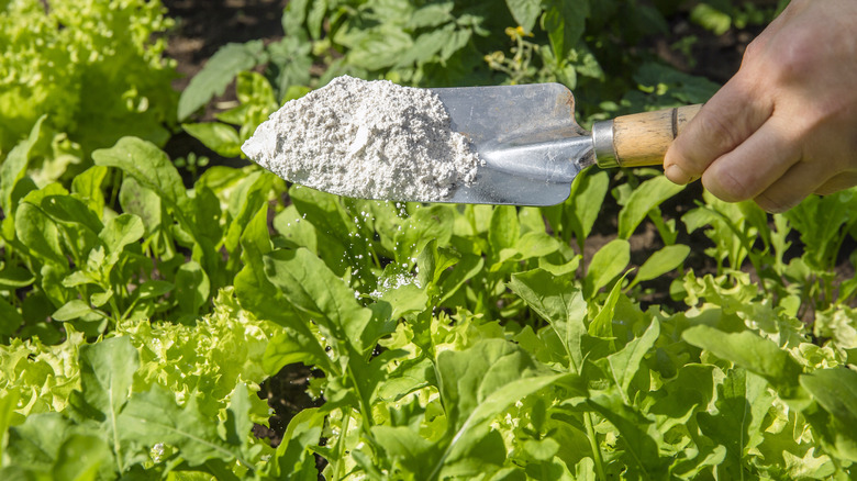 Sprinkling diatomaceous earth in garden