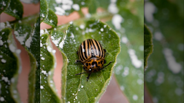 Diatomaceous earth on houseplant