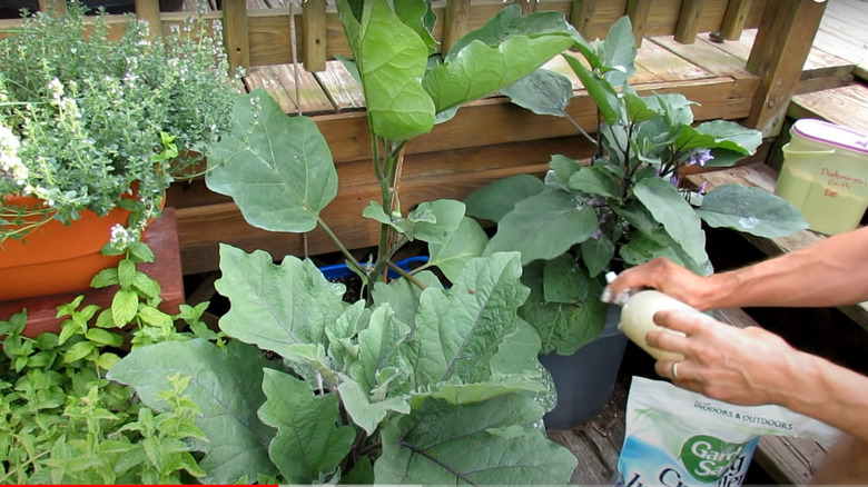 Spraying diatomaceous earth on leaves