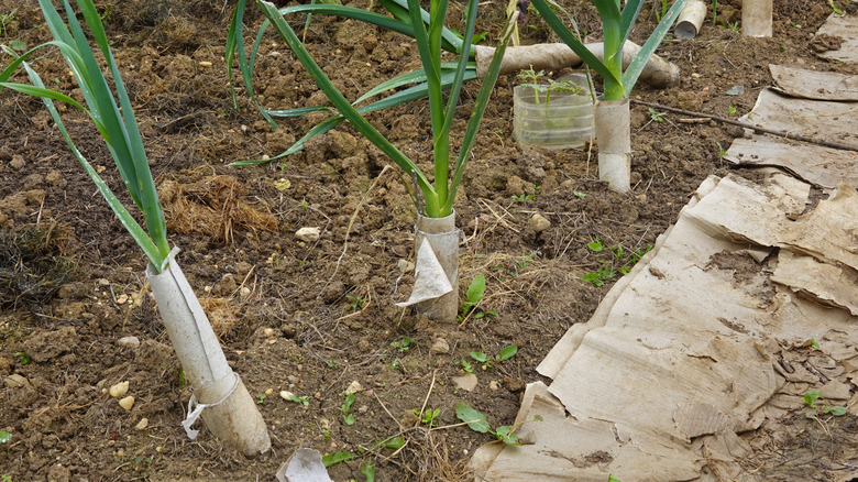 Toilet paper tubes protect the stems of leeks growing in a garden bed.