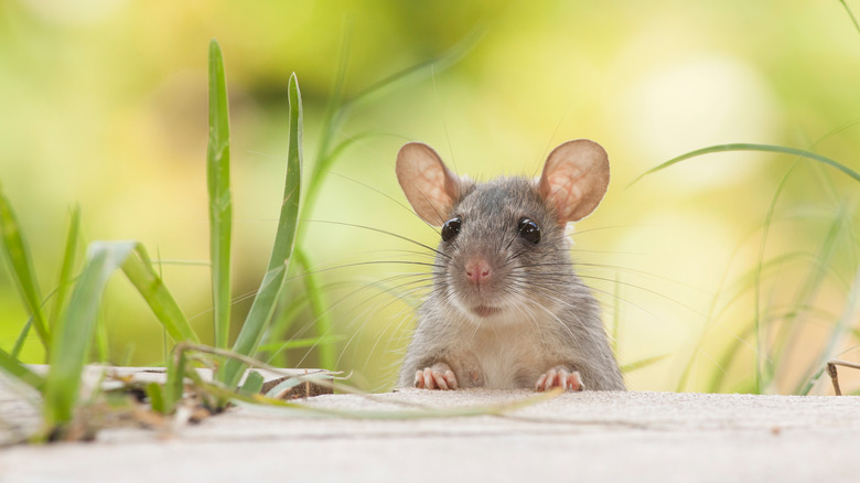 Cute mouse in grass