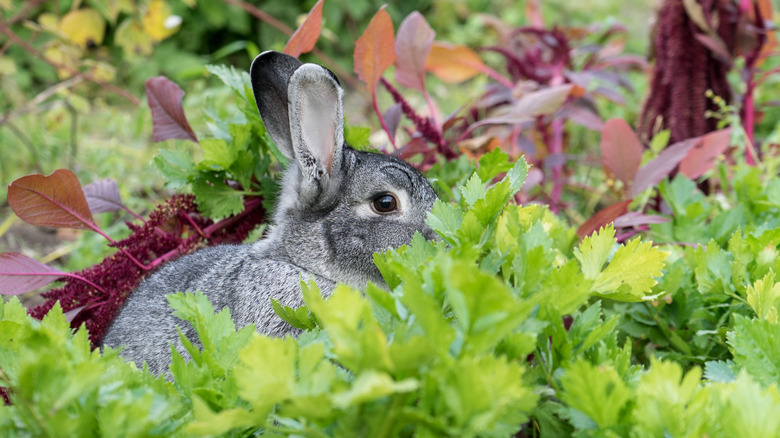 rabbit hiding in garden