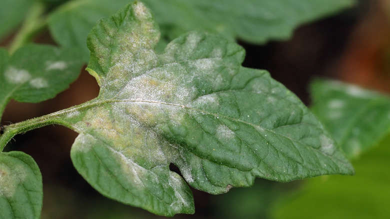 fungus on tomato leaf