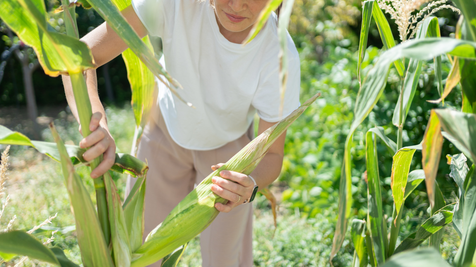 When To Harvest Corn For Perfect Ears - Epic Gardening