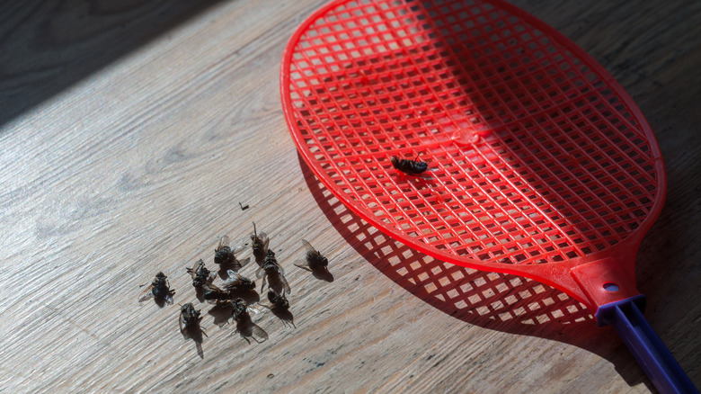 fly swatter with dead bugs