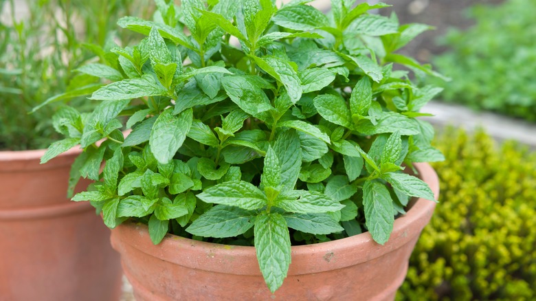 clay pot with mint