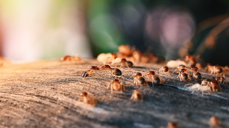 A termite colony