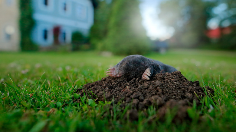 mole in lawn