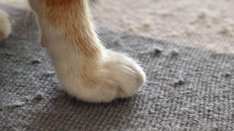 cat paw on rug