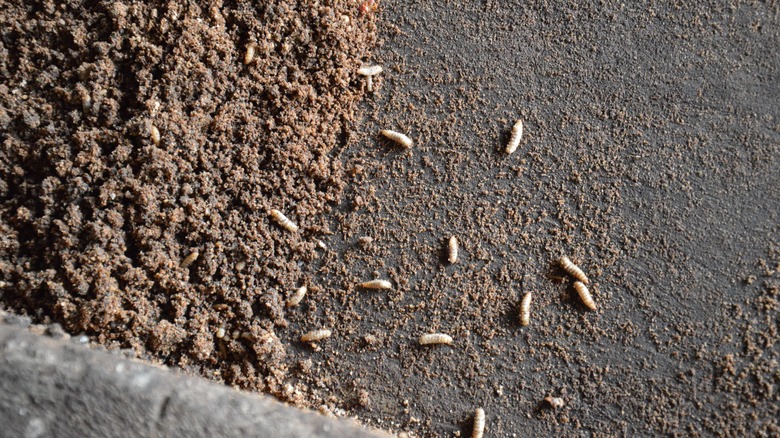 Maggots in compost pile