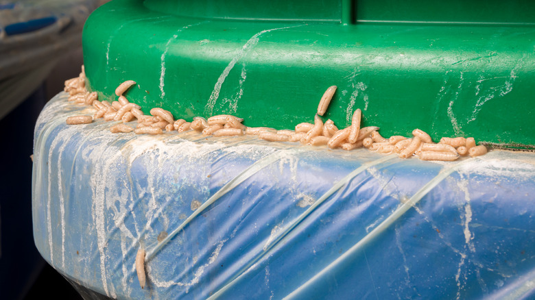 Maggots on trash can