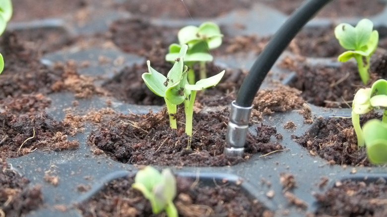 Radish seedlings and temperature sensor