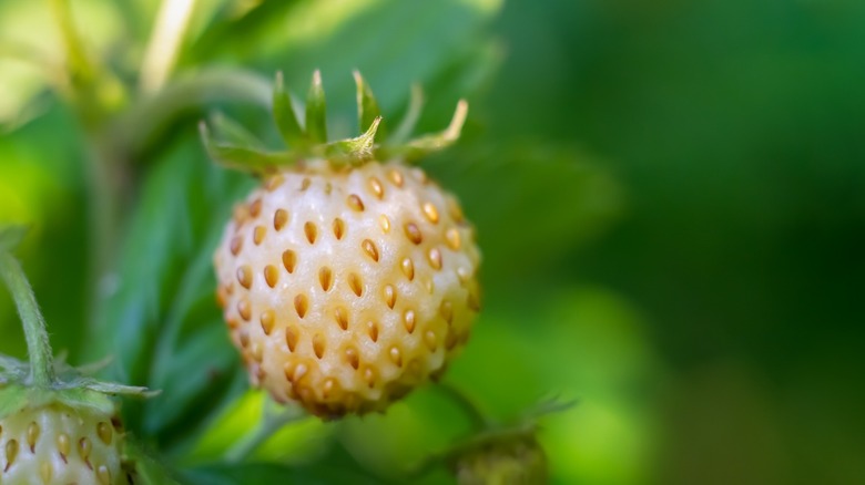 Pineberries growing outdoors 