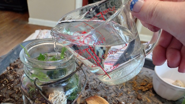 pouring water in a terrarium