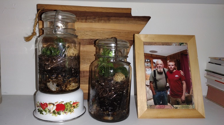 terrariums in antique canning jars