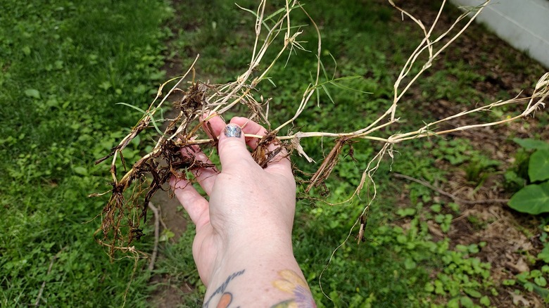 uprooted section of Bermuda grass