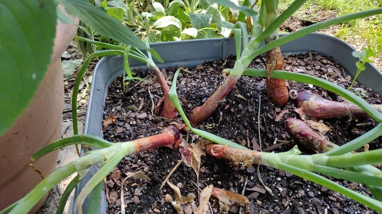 onions in a planter