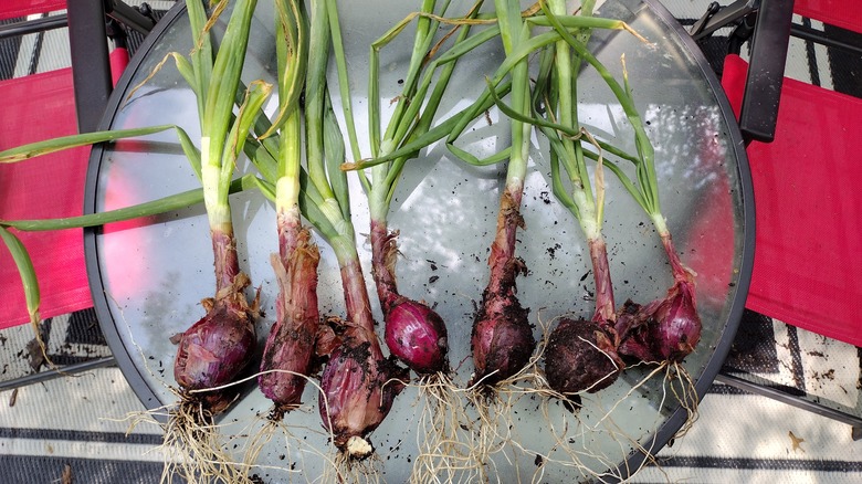 harvested onions