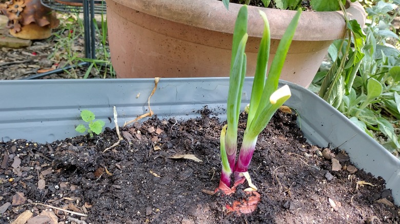 sprouted onion in soil