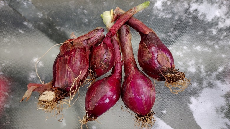 harvested onions