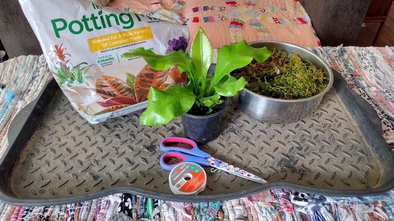 materials to make a kokedama