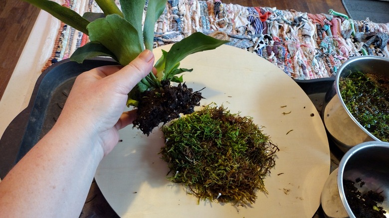 mounting a staghorn fern