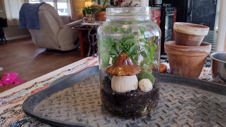 completed terrarium in jar