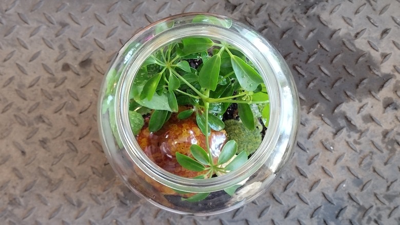 top view of a terrarium