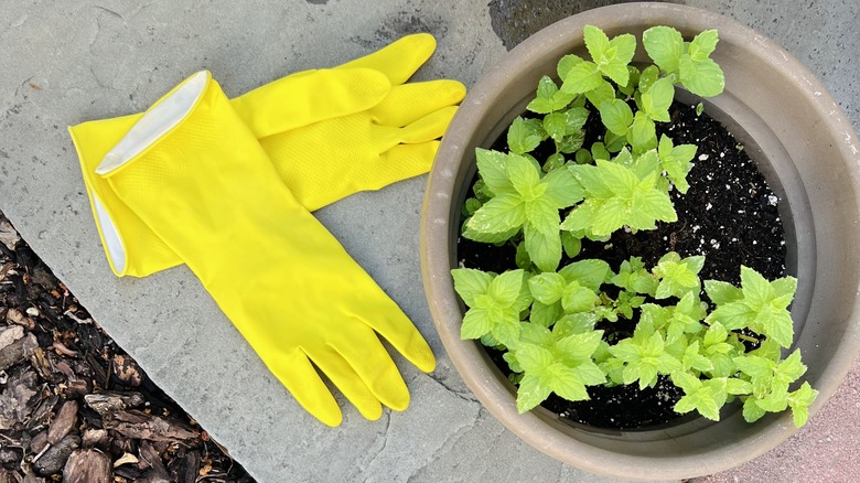 gloves and herbs