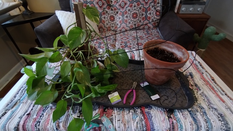 supplies for repotting a pothos
