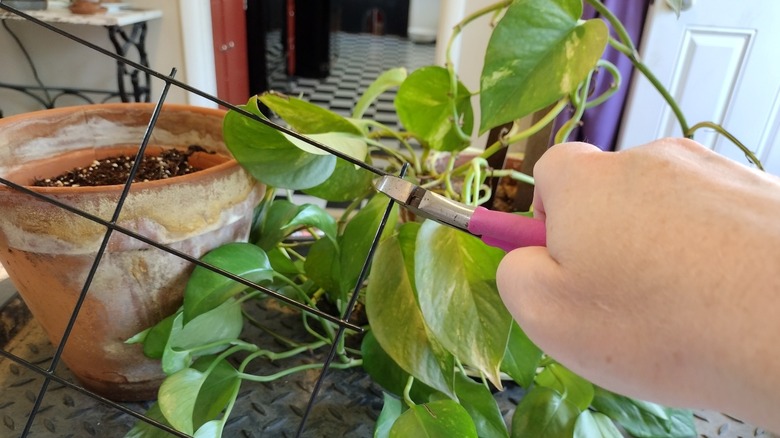 removing part of a trellis