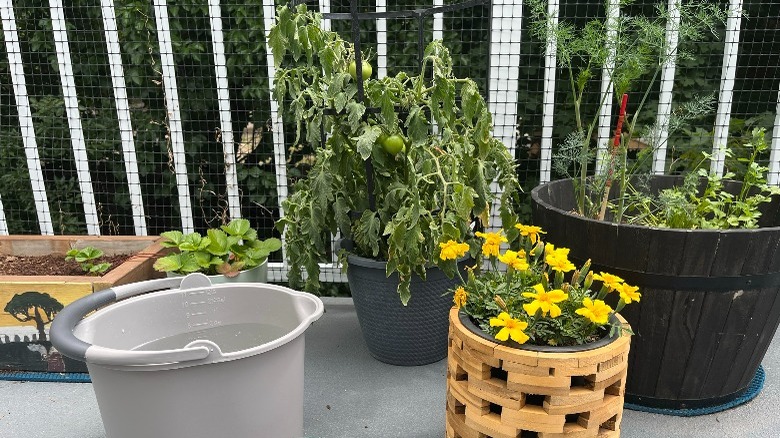 Plants with bucket of water 