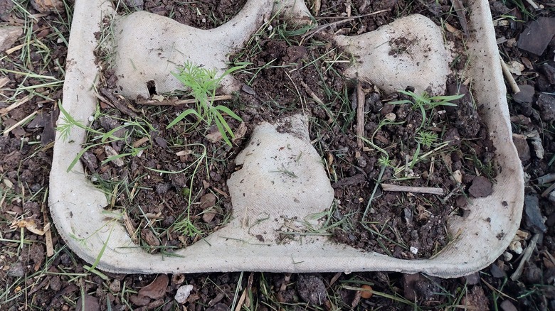 close up of dill seedlings