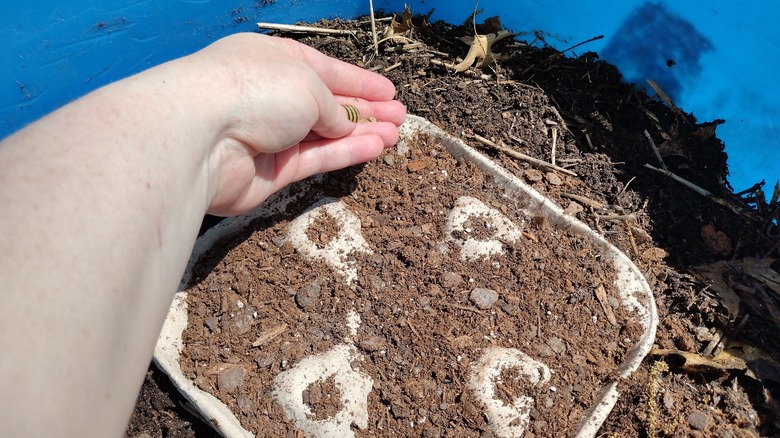 planting seeds in drink holder