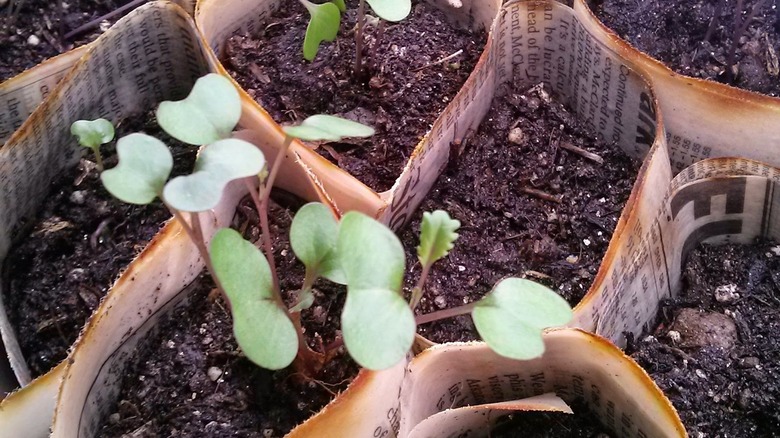 seedlings in newspaper pots