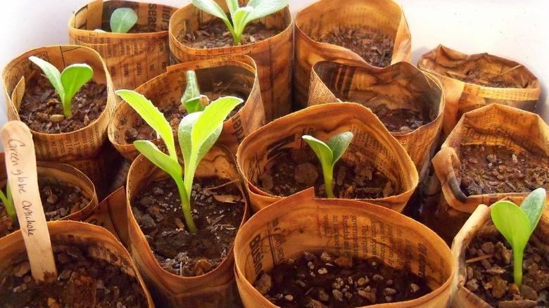 artichoke seedlings