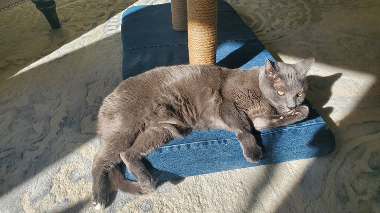 gray cat licking her paw on scratching post made of upcycled materials