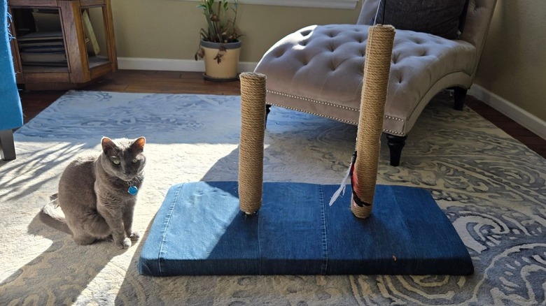 gray cat sitting next to DIY cat scratching post made from pool noodles