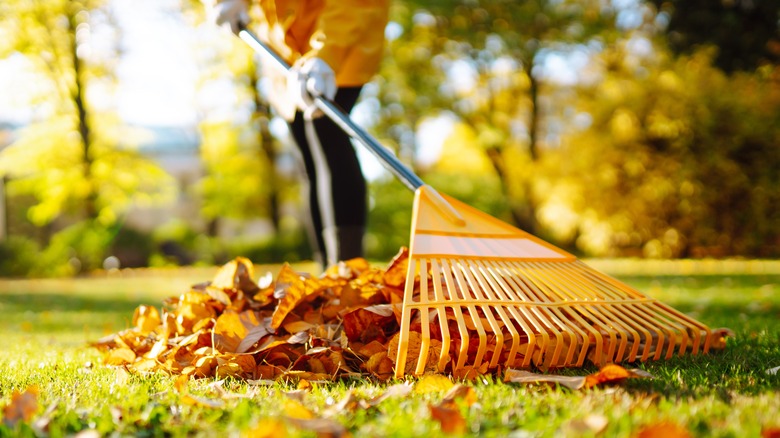 Raking up fallen leaves on a lawn