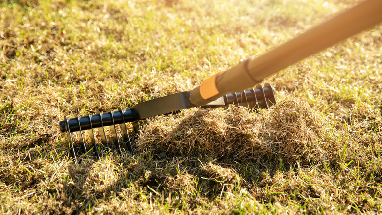 Removing thatch from a lawn with a scarifying rake